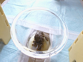 うんこを見せてくれるお友だち連れてきました　サンプル画像05